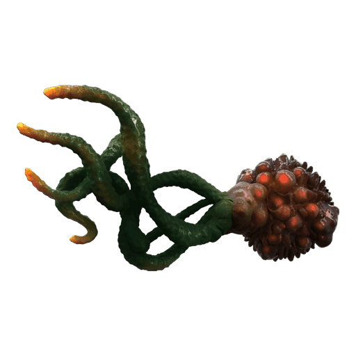 Ocular Stem-Root
