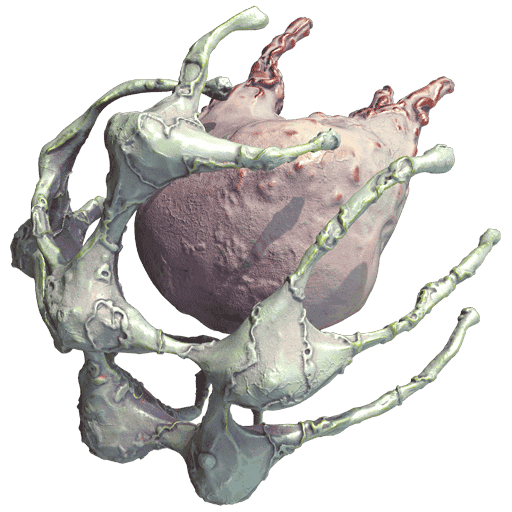 Rune Marrow