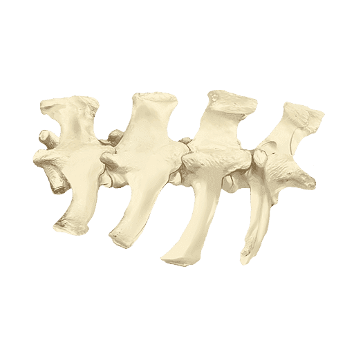 Mawfish Bones